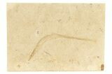 Fossil Pipefish (Syngnathus) - California #274967-1